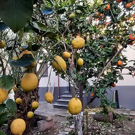 Profumo Di Calicanto Tresnuraghes