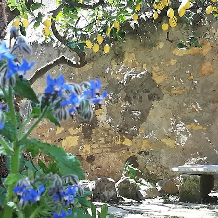 Profumo Di Calicanto * Tresnuraghes